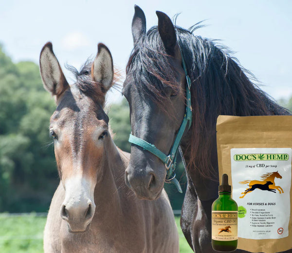 Harnessing the Healing Power of CBD for Injured Competition Horses