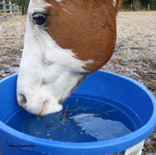 Prevent Dehydration in Your Horse During Cold Weather