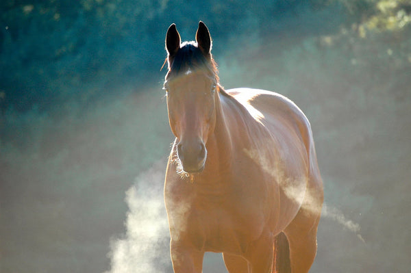 Why Horses Get Stiffer in Fall/Winter