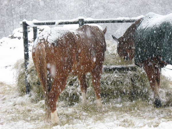 Winterize Your Horse - The Pros and Cons of Blanketing