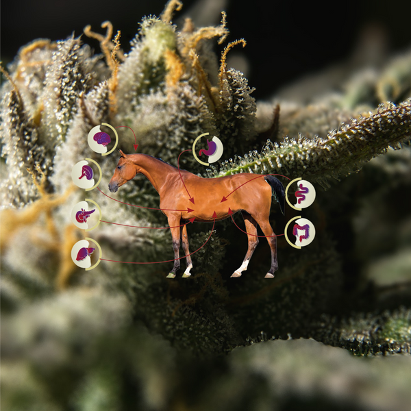 Cannabinoids May Help Horses with Colic and Other Gut Problems  -- Study Shows