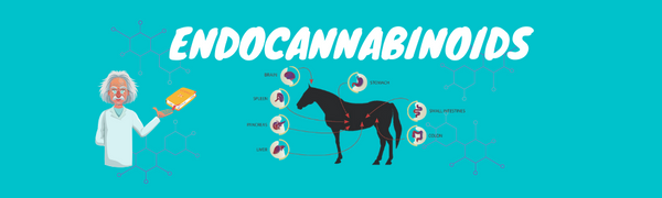 How CBD Affects the Horse