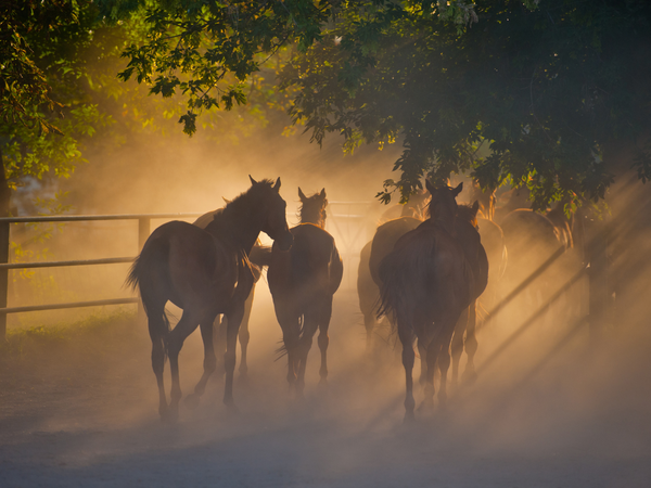 Calm and Collected: How CBD Helps Relieve Anxiety and Stress in Horses