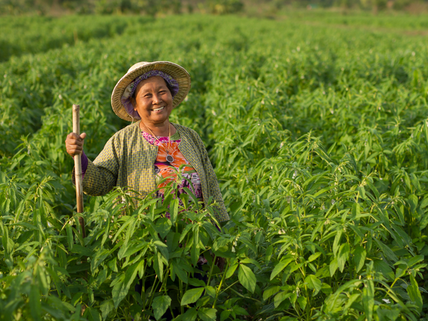 Global Roots: The Origins and Cultural Uses of Hemp Across the World