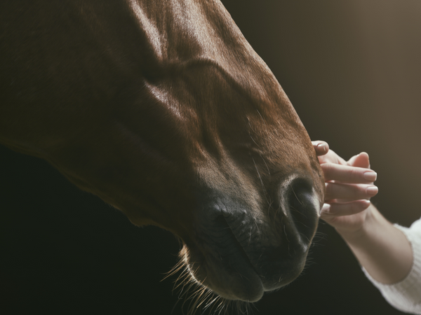 CBD and Laminitis in Horses: Can Cannabidiol Offer Relief?