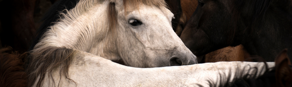 Help for Cushing's Disease in Horses