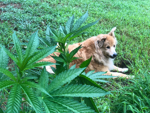 Why is THC So Bad for Dogs?