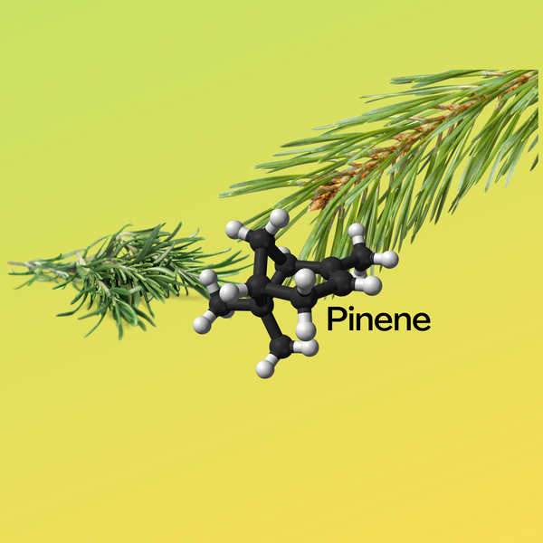 Terpenes of the week - Pinene