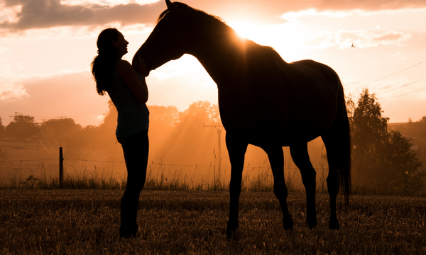 Exploring the Potential Benefits of Cannabidiol for Treating Behavioral Disorders in Horses